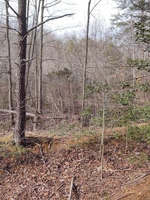 Suitland Bog Natural Area