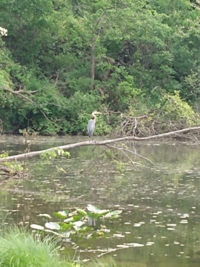 Lewis Emery County Park - Hillsdale,