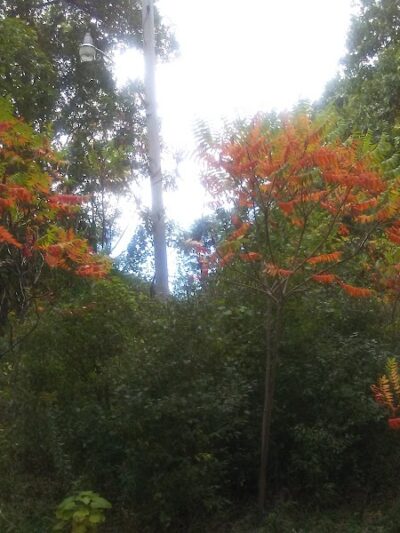 Owens Park - Hillsdale,