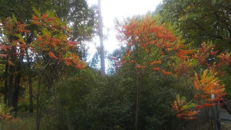 Owens Park - Hillsdale,