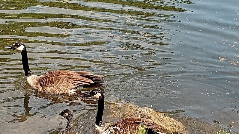 Stocks Park - Hillsdale,