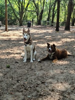 Chaplin Best Friends Dog Park