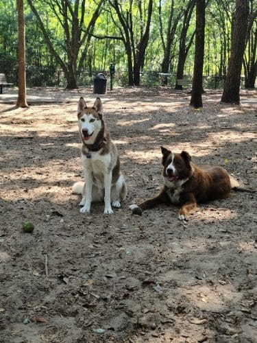 Chaplin Best Friends Dog Park