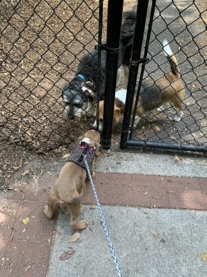 Chaplin Best Friends Dog Park