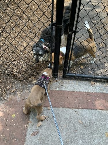 Chaplin Best Friends Dog Park