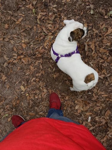 Chaplin Best Friends Dog Park