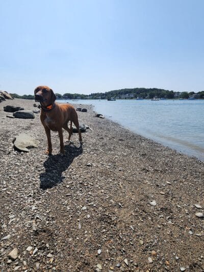 Stodder's Neck - Hingham, MA