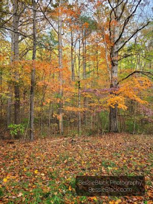 Riven Rock Park