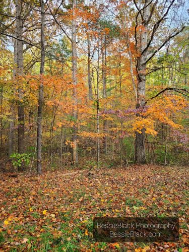 Riven Rock Park