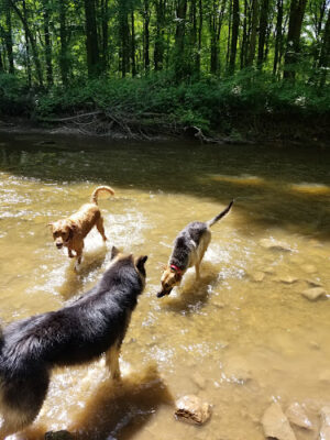 Brown County Dog Park