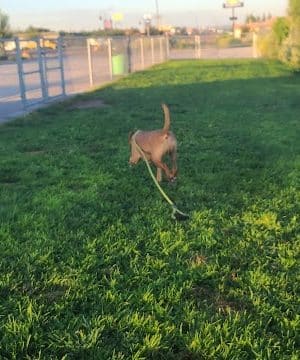 Holbrook Dog Park - Holbrook, AZ