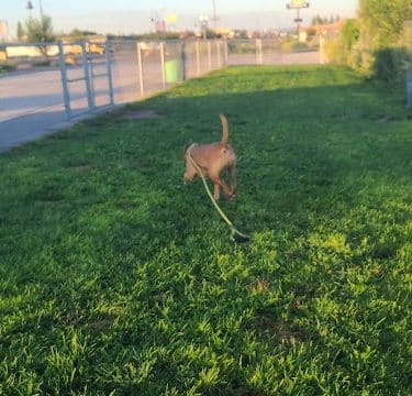 Holbrook Dog Park - Holbrook, AZ