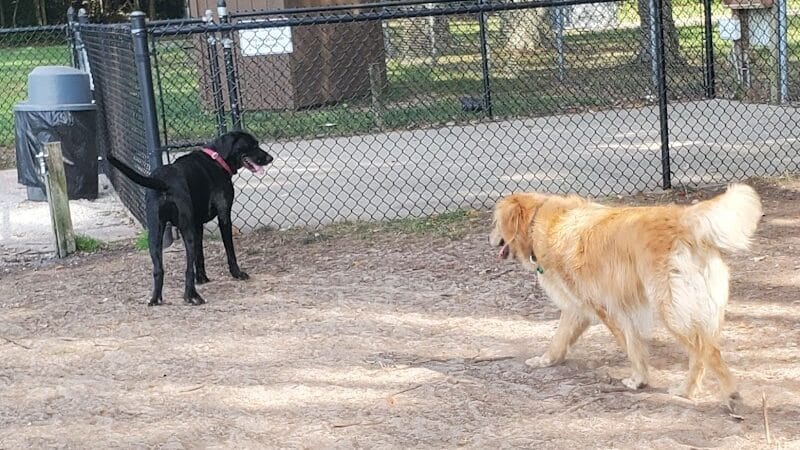 Large Dog Park at Park Township Park - Holland, MI