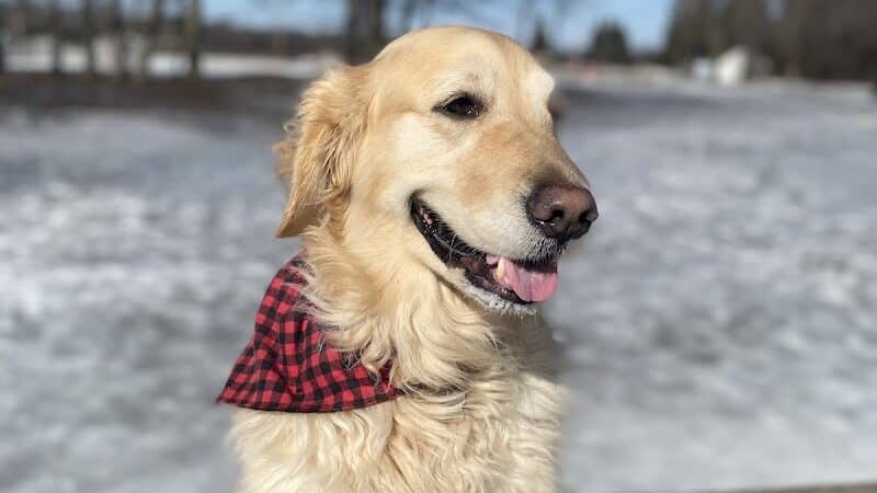 Large Dog Park at Park Township Park - Holland, MI