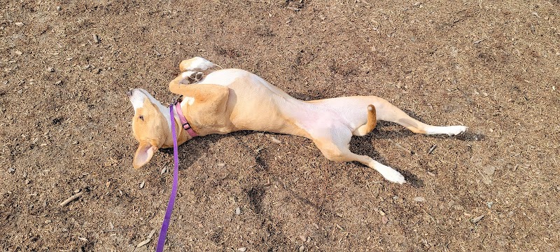 Large Dog Park at Park Township Park - Holland, MI