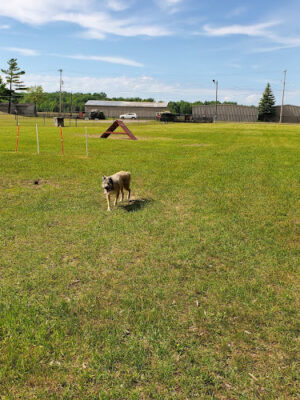 Large Dog Park at Park Township Park