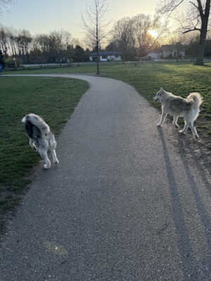 Large Dog Park at Quincy Park
