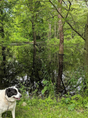 Paw Paw Park (West)