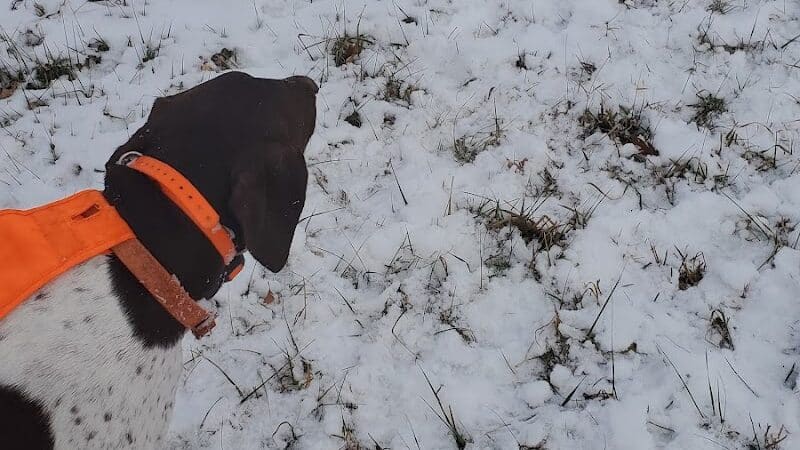 Dearborn Park - Holly,