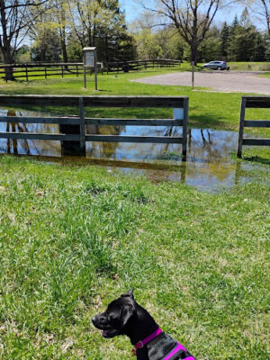 Dearborn Park