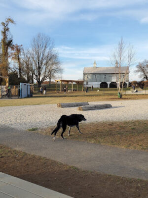 Alexander Ching Memorial Dog Park