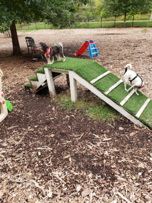 Holyoke Dog Park