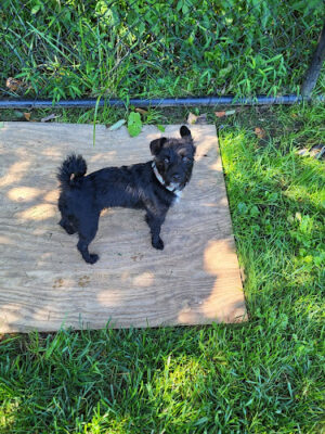Jefferson Field Dog Park