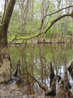 Boardwalk Loop Trail