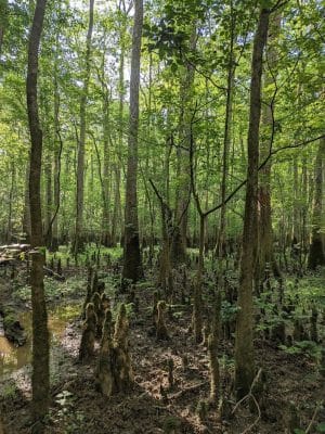 Boardwalk Loop Trail