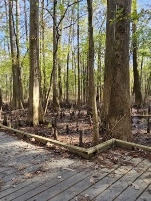 Boardwalk Loop Trail