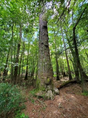 Boardwalk Loop Trail