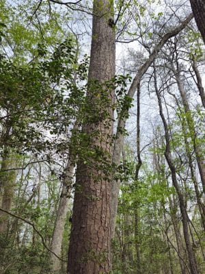 Boardwalk Loop Trail