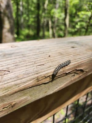 Boardwalk Loop Trail