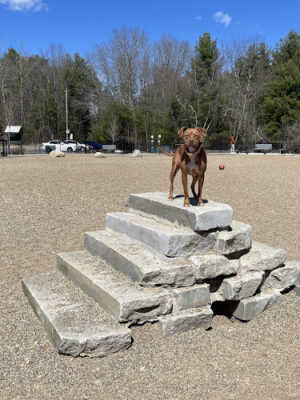 Hopkinton dog park