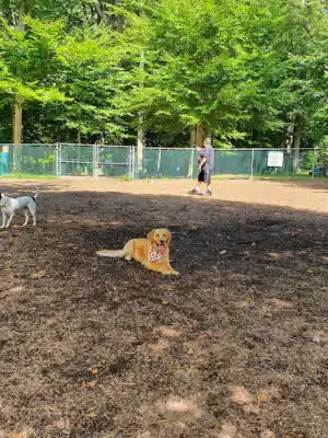 Horsham Dog Park