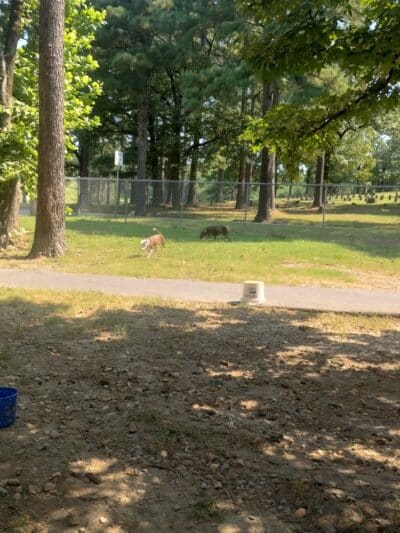 Hot Springs Bark Park - Hot Springs, AR