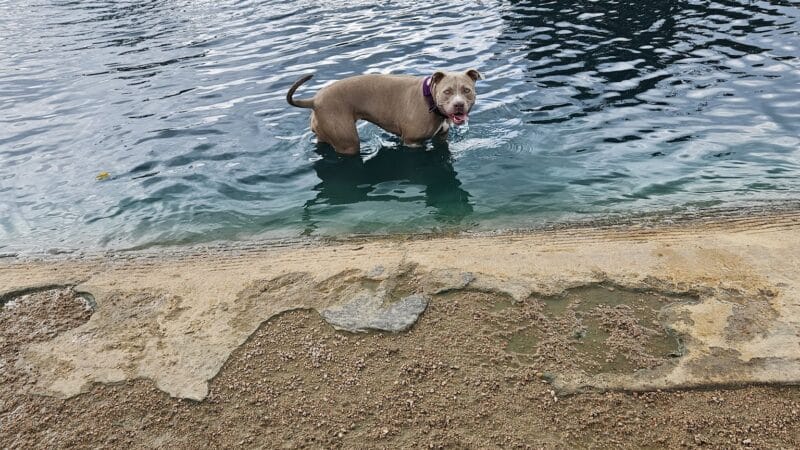 Congressman Bill Archer Dog Park - Houston, TX