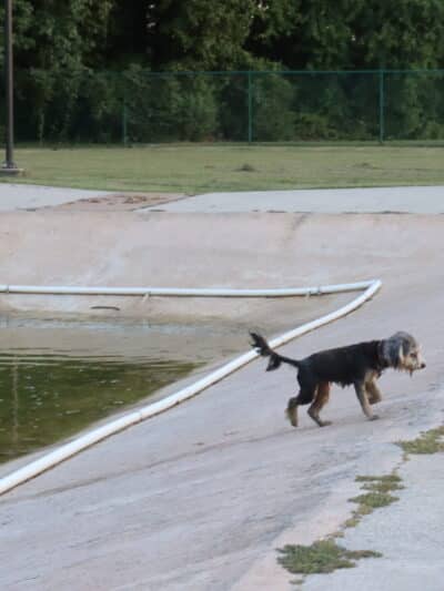 Gene Green Dog Park - Houston, TX
