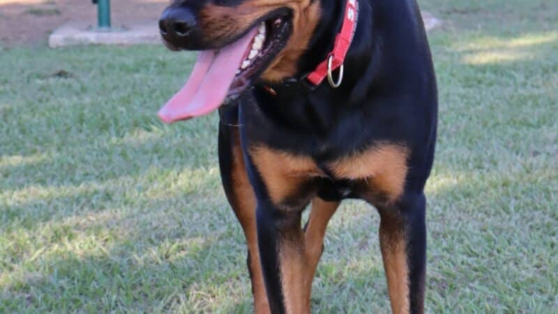Gene Green Dog Park - Houston, TX
