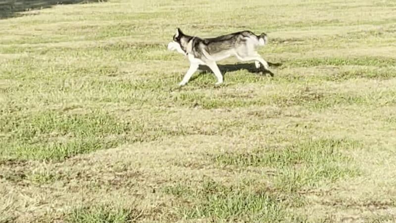 Millie Bush Dog Park - Houston, TX