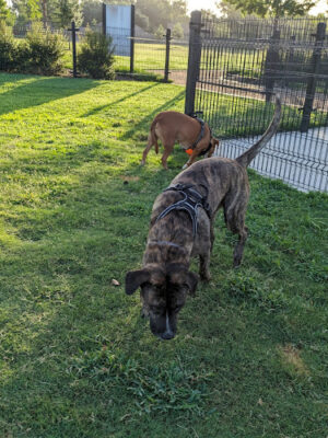 Cutten Green Dog Park