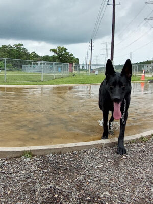 Dog Park at Deussen Park