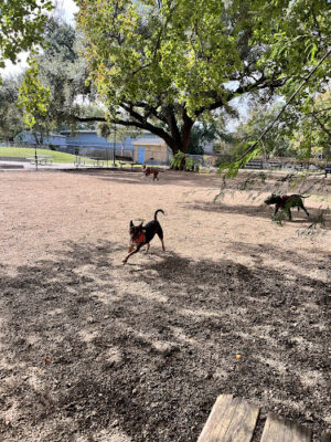 Ervan Chew Dog Park
