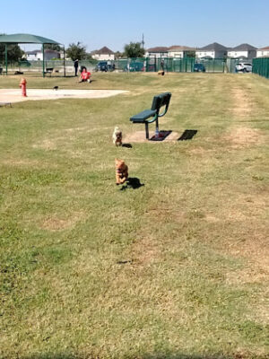 Gene Green Dog Park