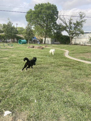 Jody Miller Dog Park