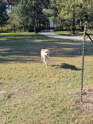 McWilliams Dog Park