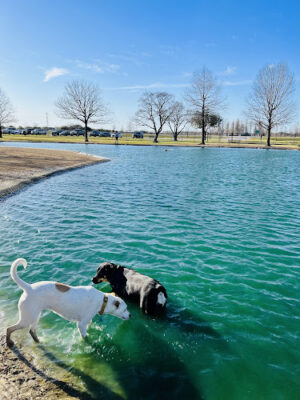 Millie Bush Dog Park