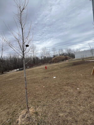 Howard Dog Park #2