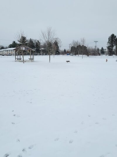 Countryside Veterinary Dog Park - Howell, MI