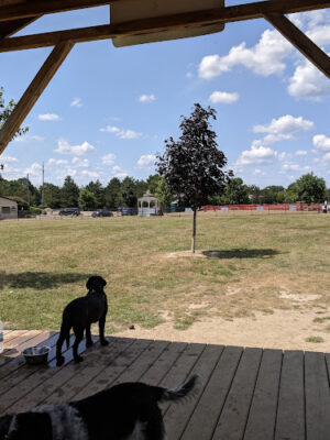 Countryside Veterinary Dog Park